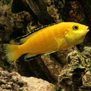 Banana_cichlid