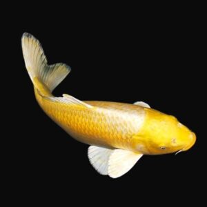 Benigoi Koi Carp Yellow