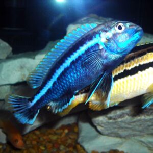 Blue Auratus