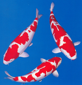 Gosanke_Kohaku Koi Carp