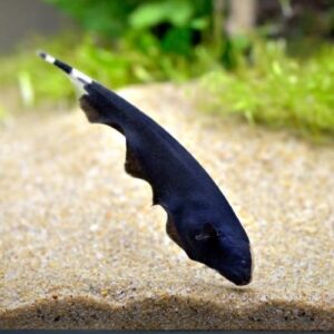 Knife fish