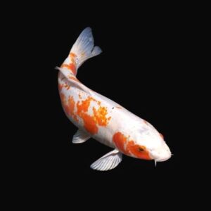 Koi carp