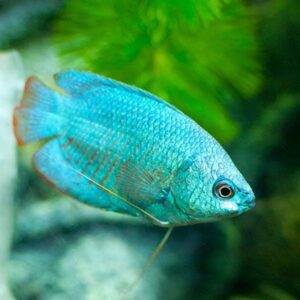 Neon blue gourami