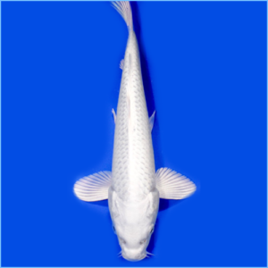 Platinum_Hikari Koi Carp