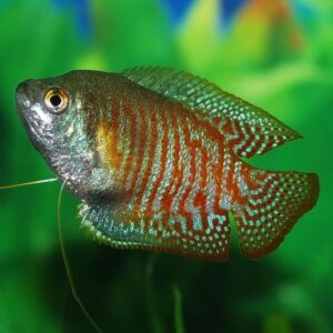 dwarf gourami-