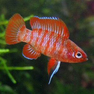 scarlet-badis