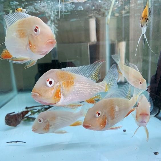 Albino Heckli Geophagus