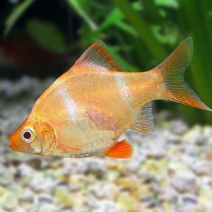 albino tiger barb barb fish