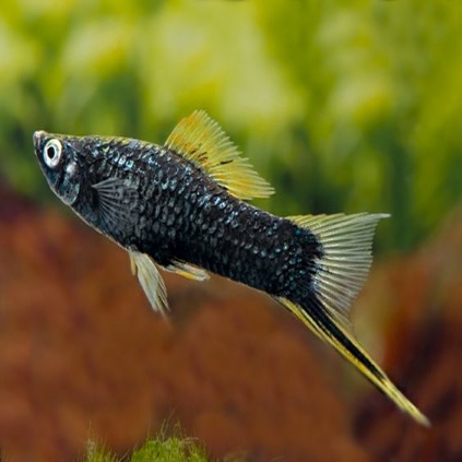 Black Swordtail Black tuxido Swordtail