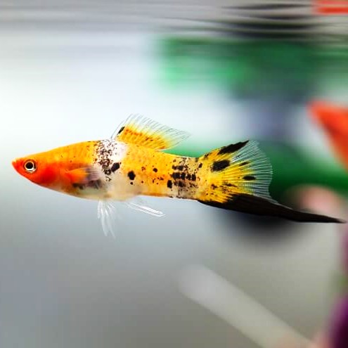 Calico Koi Swordtail