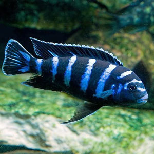 Demasoni cichlid