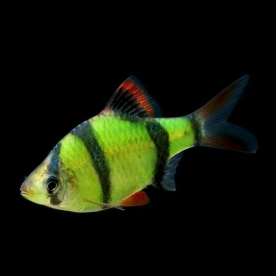 electric green barb