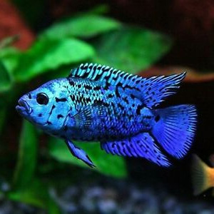 Electric-blue-Jack-dempsey