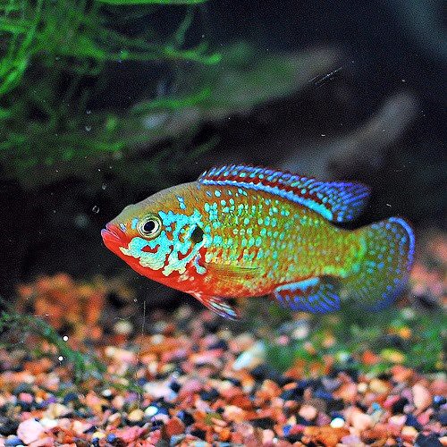 Green Jewel Cichlid