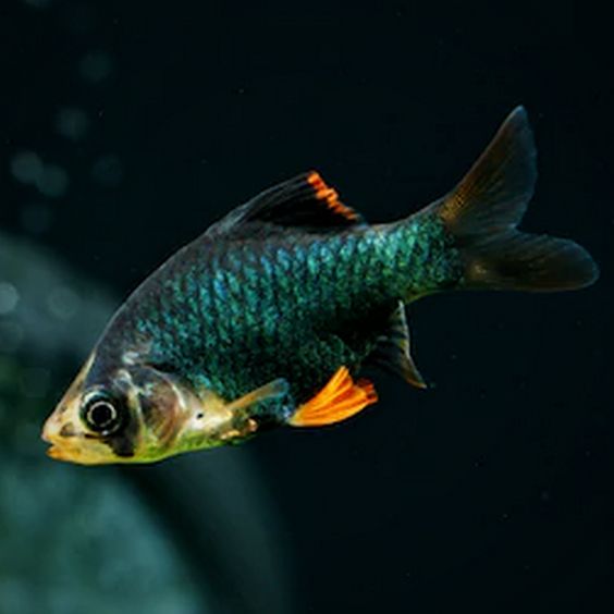 green tiger barb