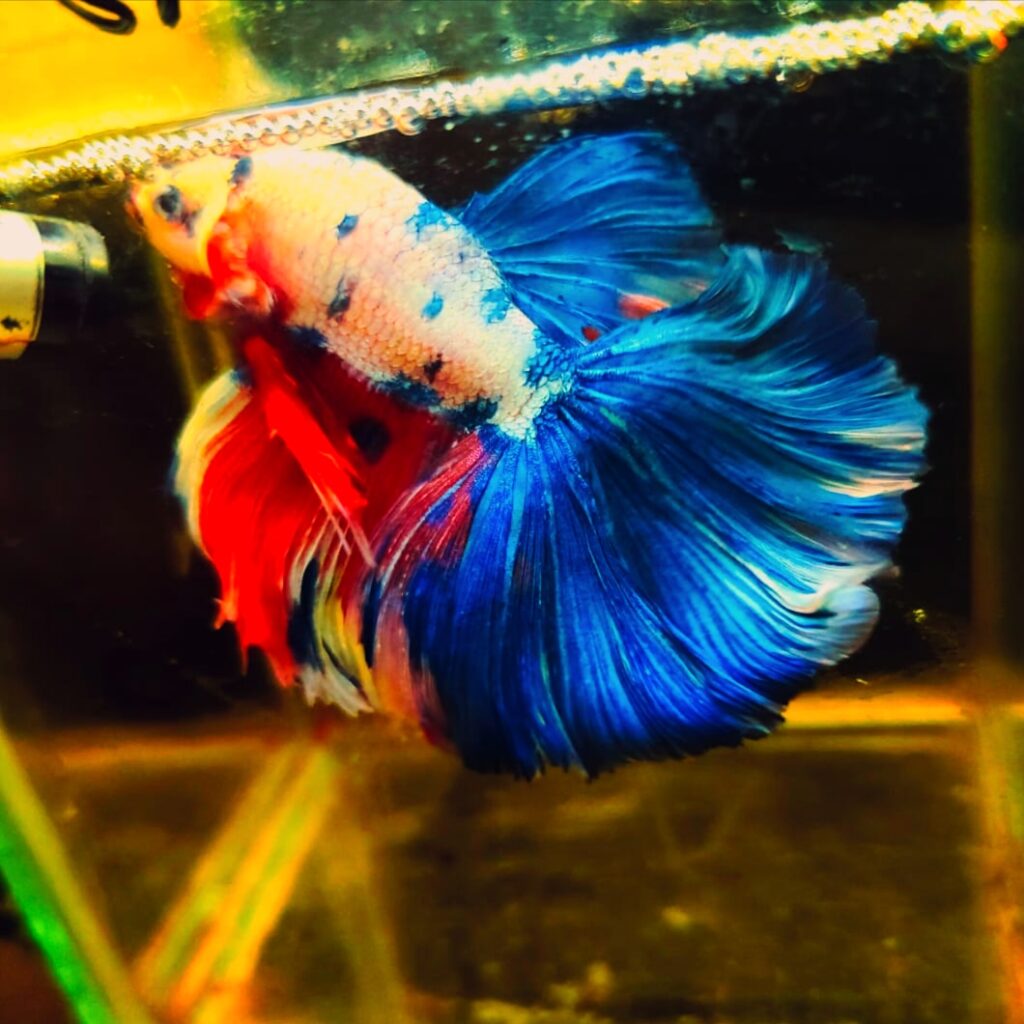 nemo candy betta