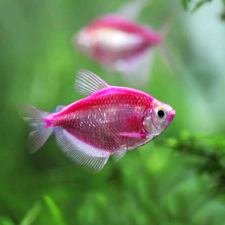 Pink Widow Tetra