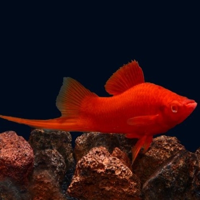 Red Simpson Swordtail