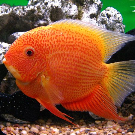 red spotted severum severum