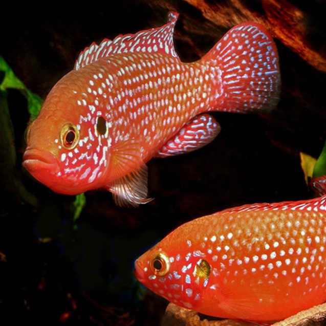 Red Jewel Fish