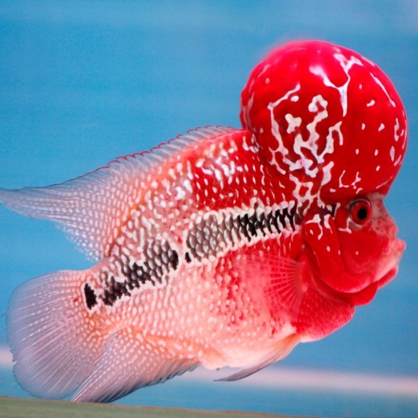 srd flowerhorn flowerhorn fish horn fish