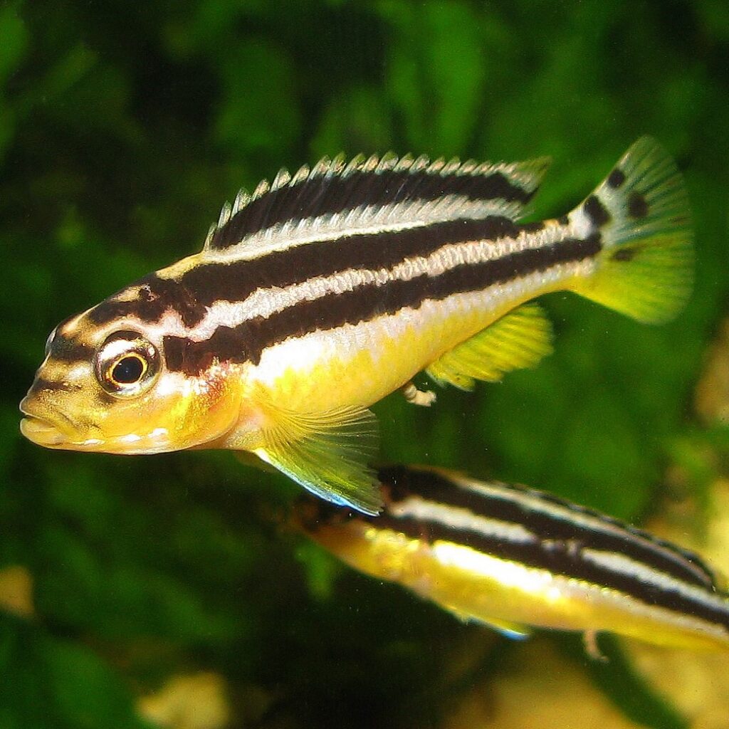 Yellow auratus cichlids