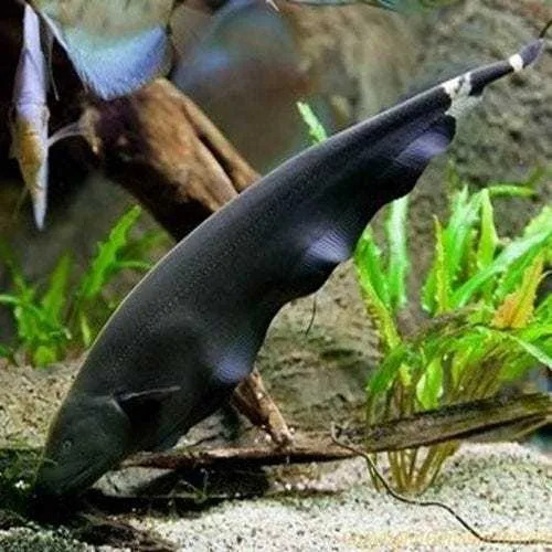 black ghost fish