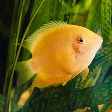 yellow severum