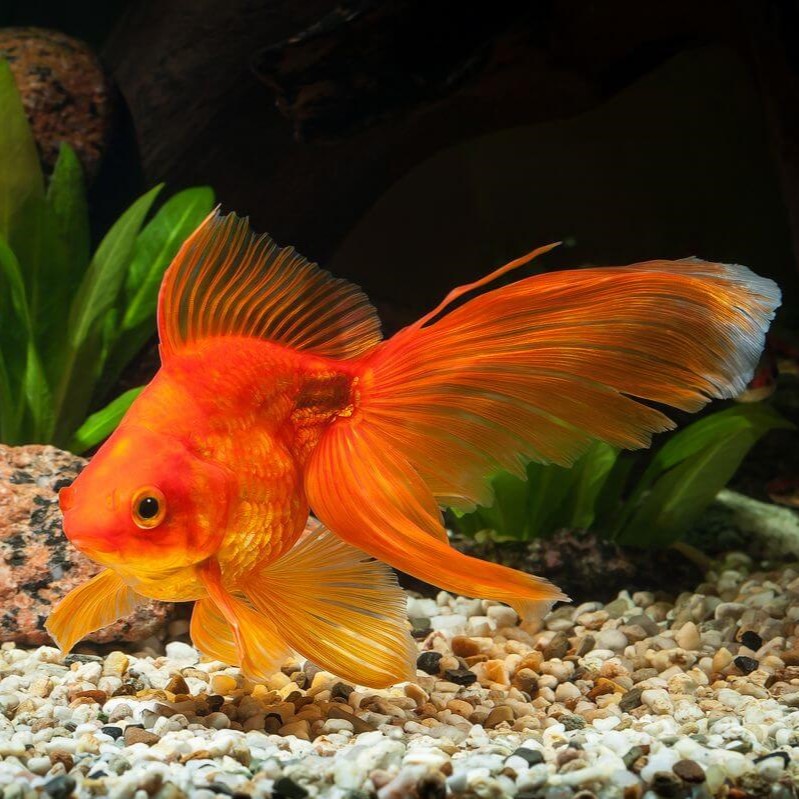 best goldfish for aquarium black moor goldfish comet goldfish common goldfish goldfish aquarium goldfish buy online goldfish colors goldfish price goldfish ranchu goldfish types