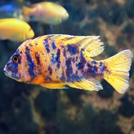 five band Peacock-Cichlid