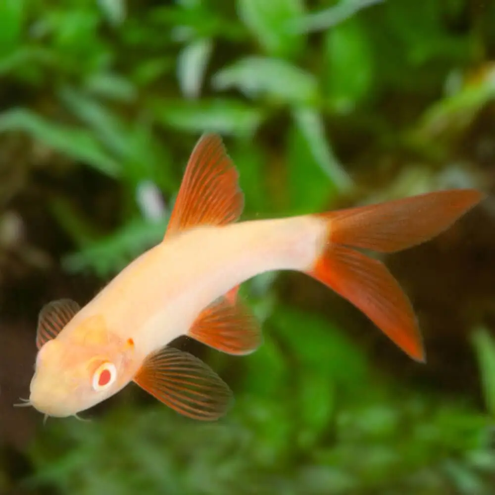 albino shark