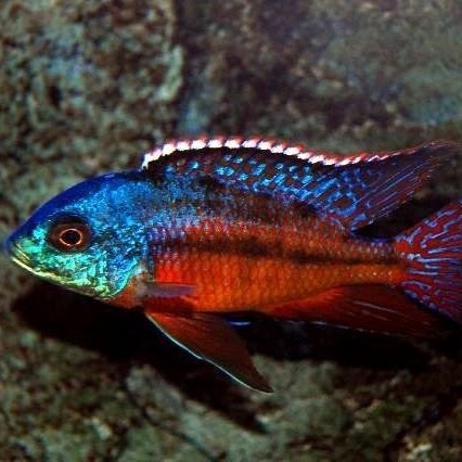 red-empress cichlid