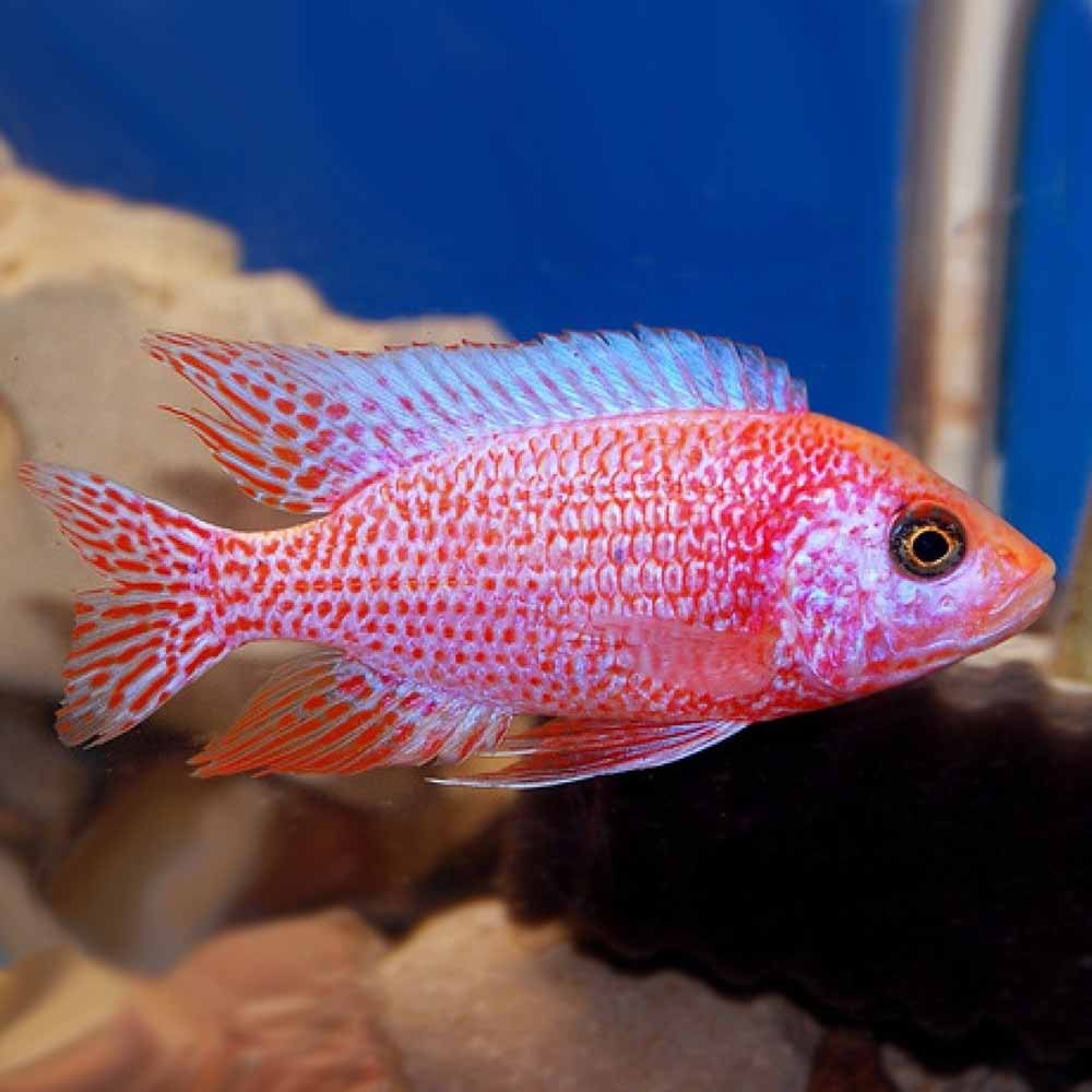 strawberry peacock cichlid