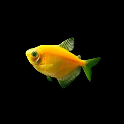 yellow widow tetra yellow glow fish